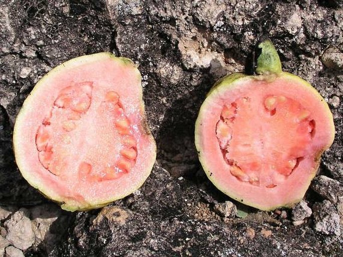 Psidium guajava