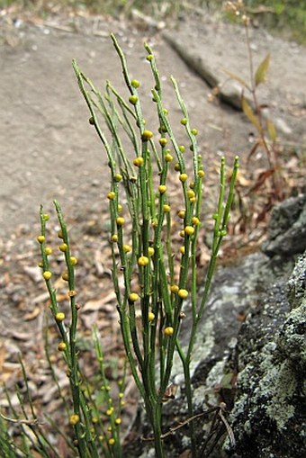 Psilotum nudum