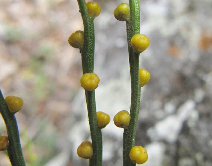 Psilotum nudum