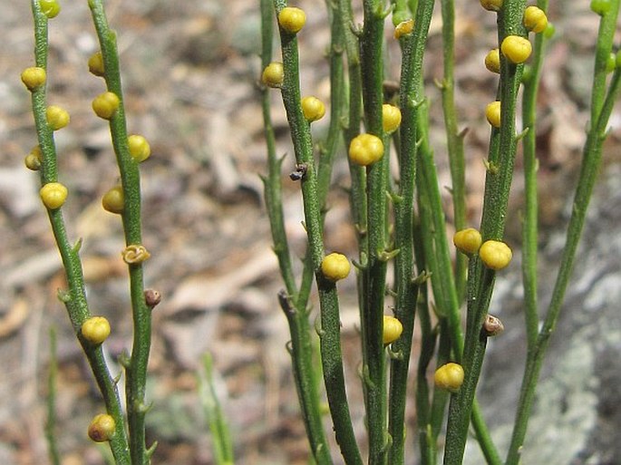 Psilotum nudum