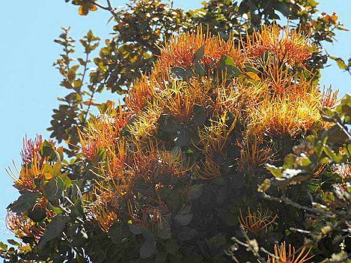 PSITTACANTHUS SCHIEDEANUS (Schltdl. et Cham.) Blume