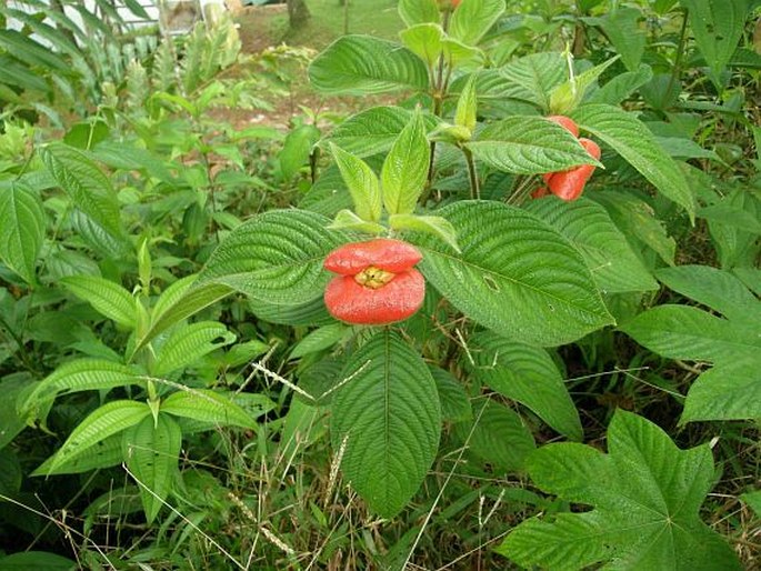 Palicourea tomentosa