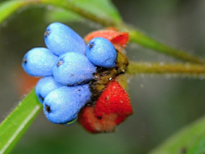 Palicourea tomentosa