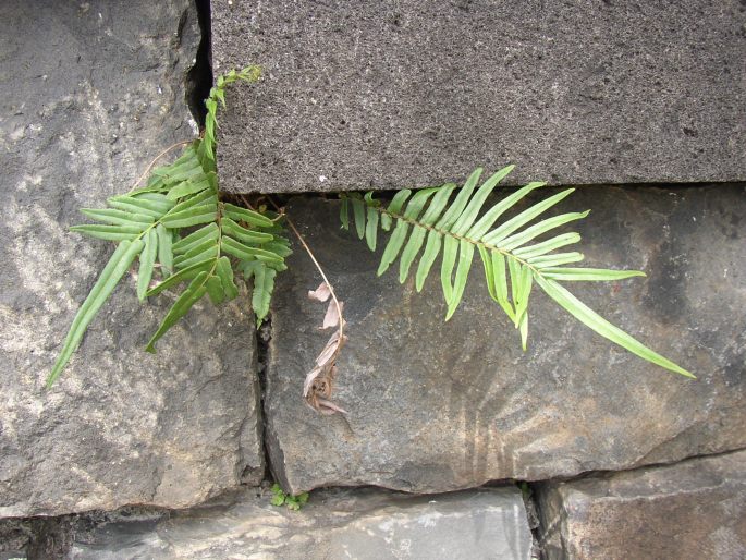 PTERIS VITTATA L. – křídelnice