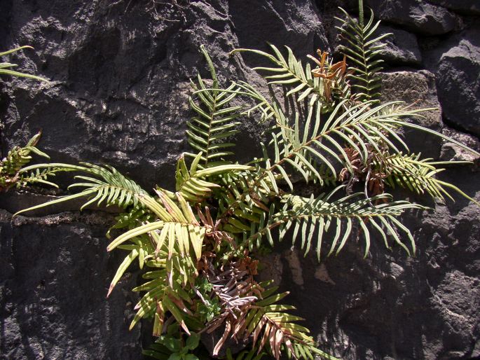 Pteris vittata