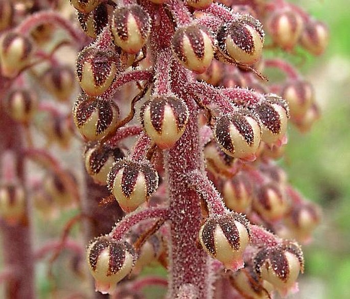 Pterospora andromedea