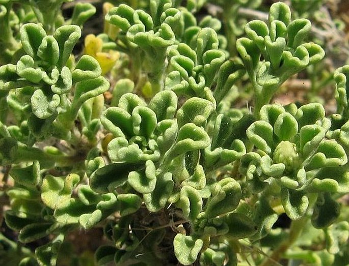 Pulicaria stephanocarpa