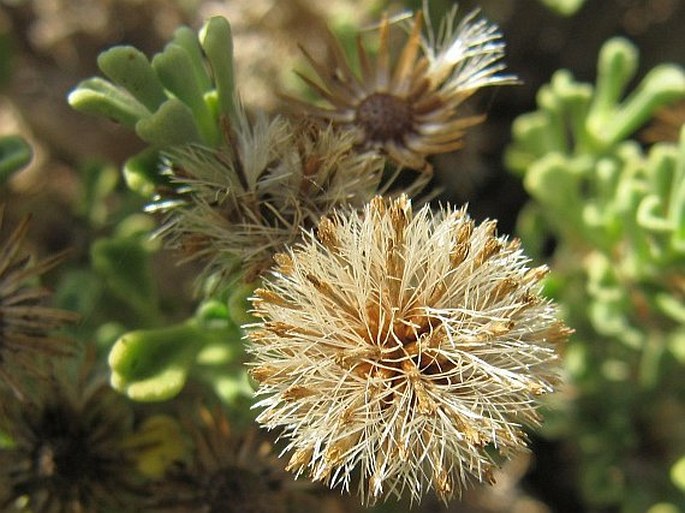 Pulicaria stephanocarpa