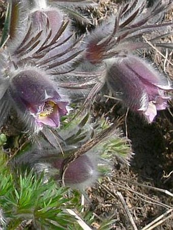 Pulsatilla ×hackelii