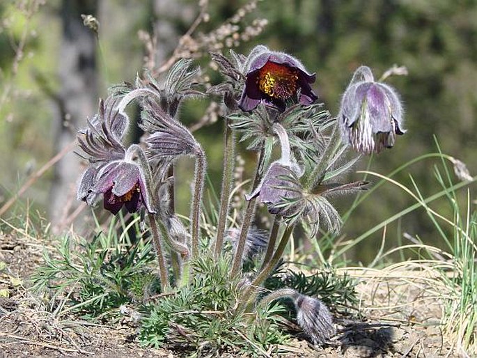 PULSATILLA PRATENSIS subsp. BOHEMICA Skalický – koniklec luční český / poniklec lúčny český