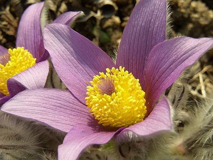 PULSATILLA SLAVICA G. Reuss - koniklec slovenský / poniklec slovenský