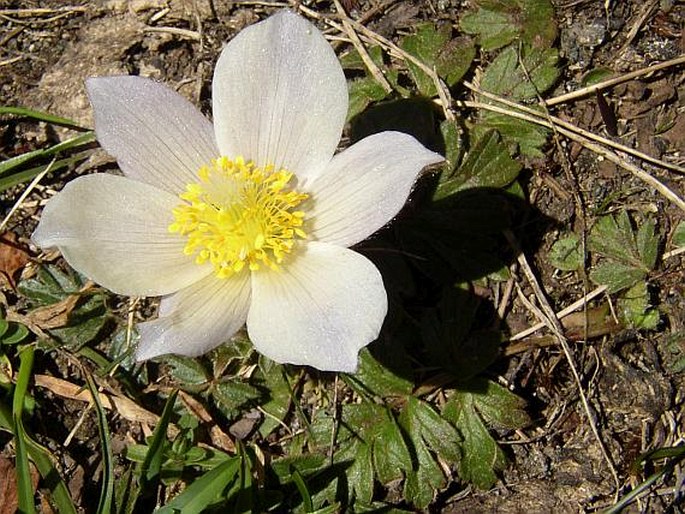 PULSATILLA VERNALIS (L.) Mill. – koniklec jarní / poniklec jarný