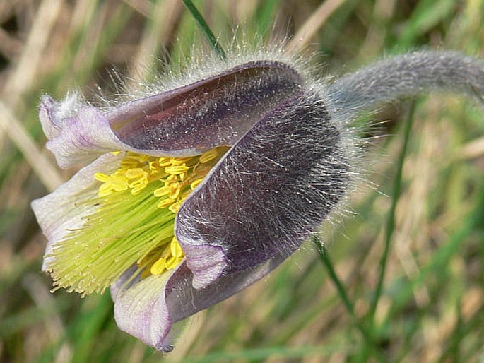 PULSATILLA PRATENSIS subsp. HUNGARICA (Soó) Soó - koniklec luční uherský / poniklec lúčny maďarský