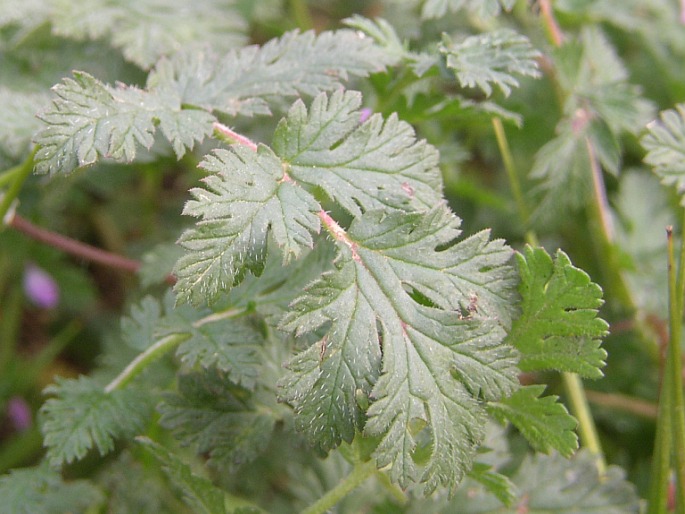 Erodium cicutarium