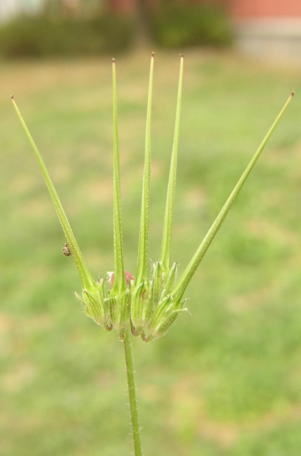 Erodium cicutarium