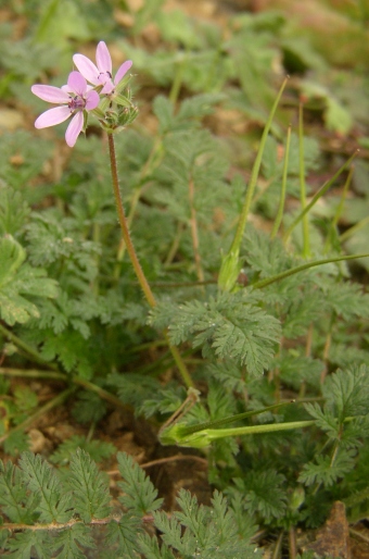 Erodium cicutarium