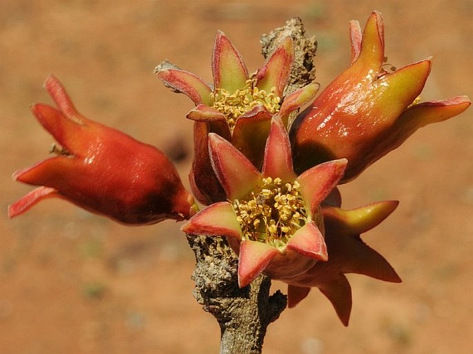 PUNICA PROTOPUNICA Balf. f. – marhaník