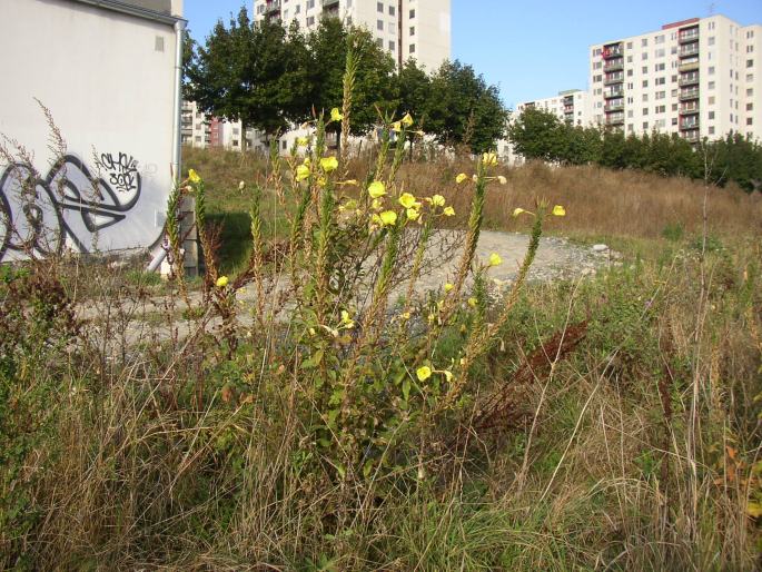 Oenothera glazioviana