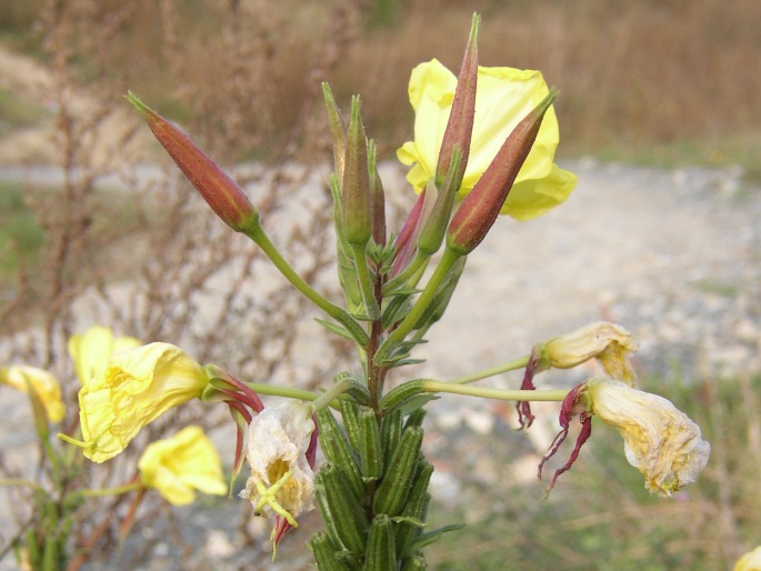 Oenothera glazioviana