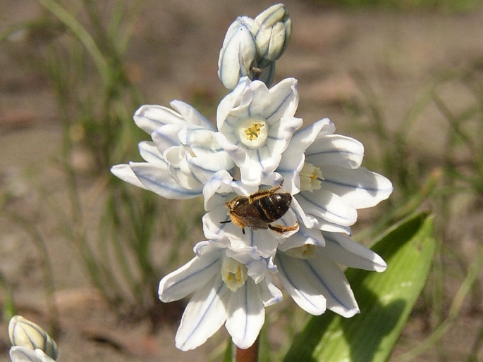 Puschkinia scilloides