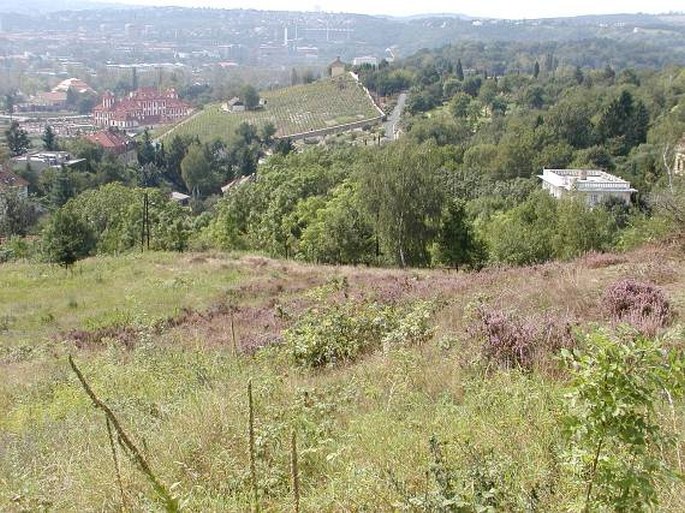 Praha, Drahaň-Troja: Havránka – přírodní památka