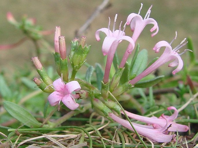 PUTORIA CALABRICA (L. fil.) DC.