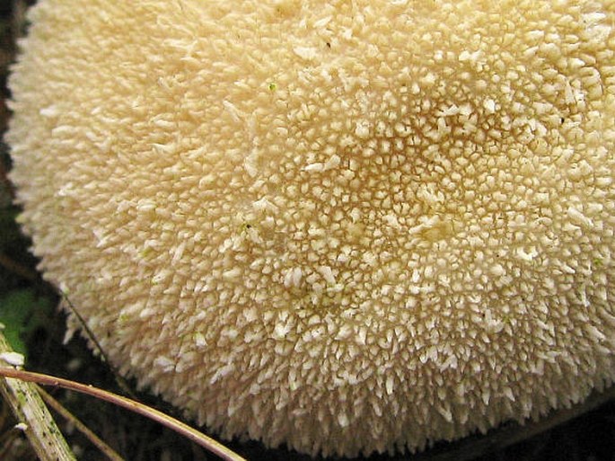 Lycoperdon pratense