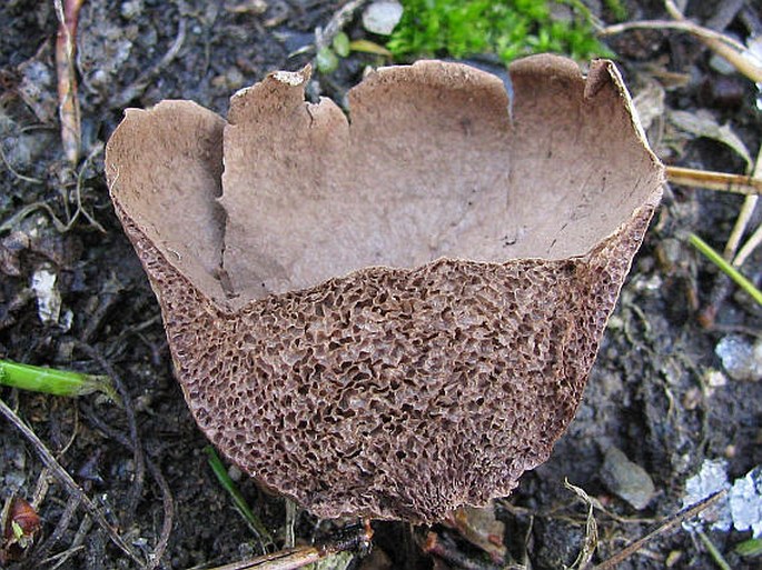 Lycoperdon pratense