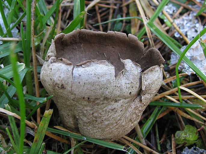 Lycoperdon pratense