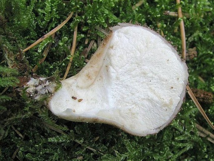 Lycoperdon nigrescens