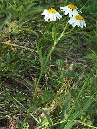 Pyrethrum corymbosum