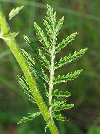 Pyrethrum corymbosum