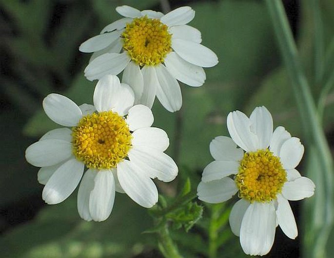 TANACETUM CORYMBOSUM (L.) Sch. Bip.  - vratič chocholičnatý / rimbaba chocholíkatá