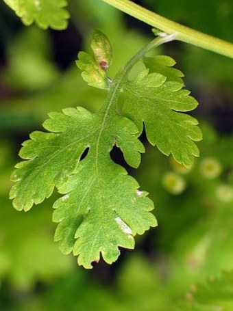 Tanacetum parthenium