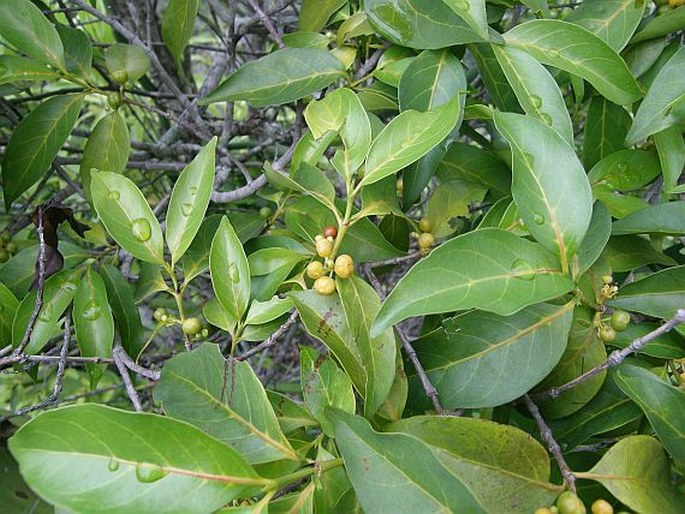 PYROSTRIA BIBRACTEATA (Baker) Cavaco