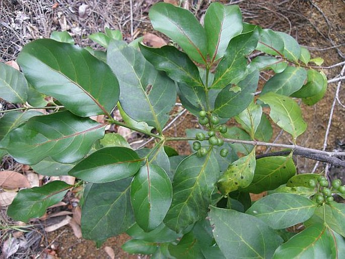 Pyrostria bibracteata