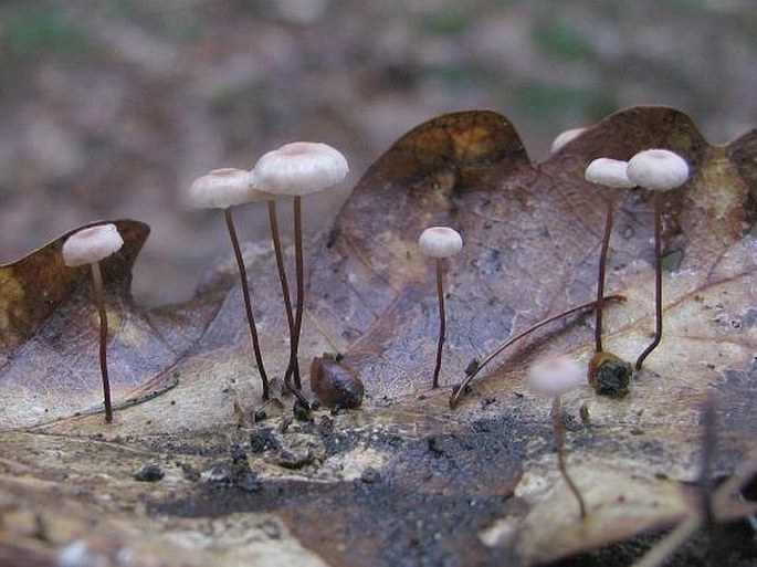 MARASMIUS QUERCOPHILUS Pouzar - špička dubomilná / tanečnica