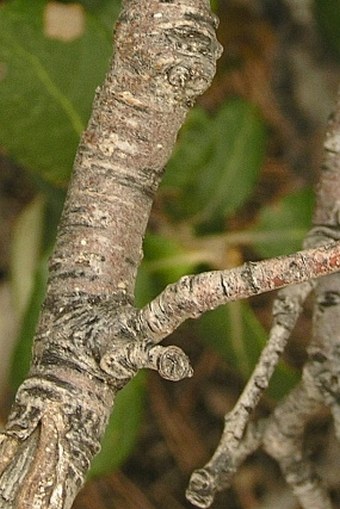 Quercus ilex