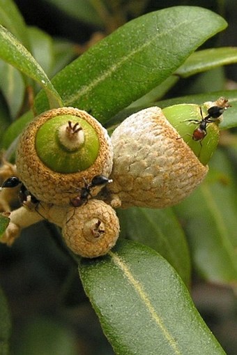 Quercus ilex