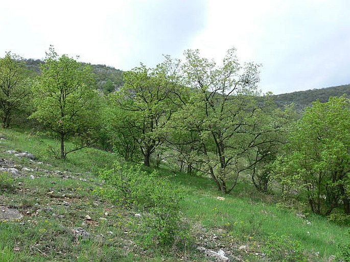 Quercus pubescens