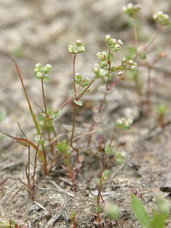 Radiola linoides