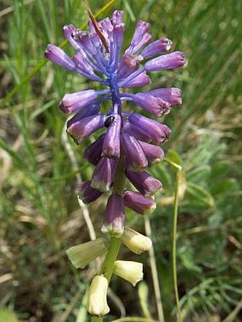 Muscari