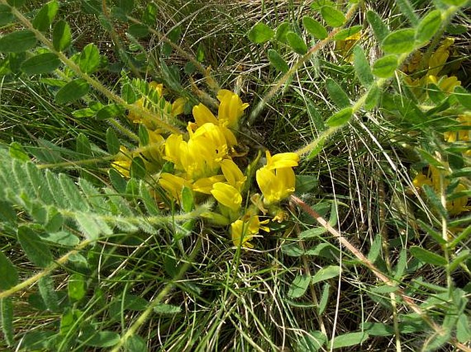 Astragalus