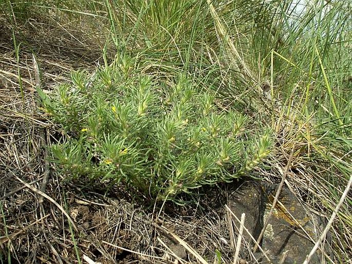 Ajuga