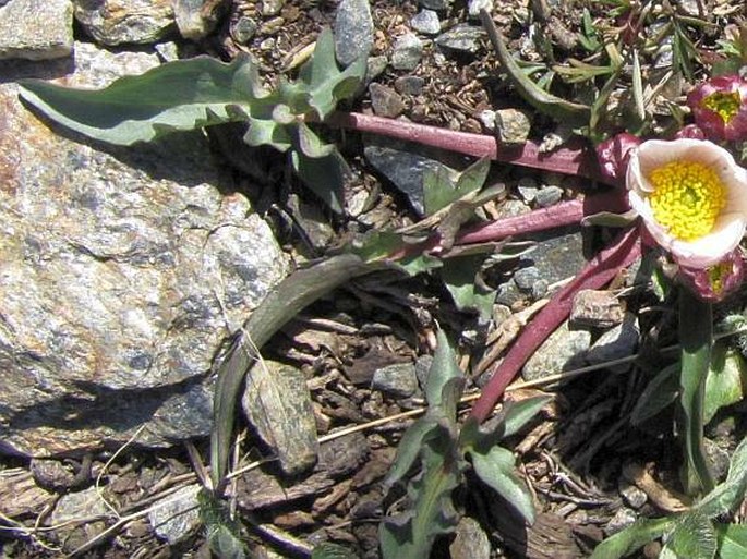 Ranunculus acetosellifolius