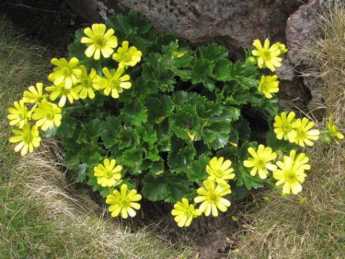 RANUNCULUS INSIGNIS Hook. f. - pryskyřník / iskerník