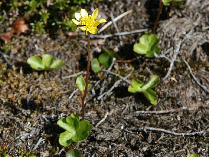 Coptidium lapponicum