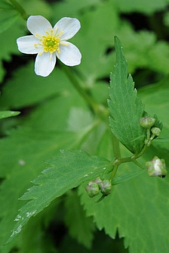 Ranunculus aconitifolius