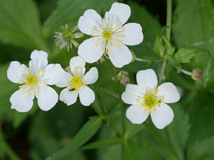 Ranunculus aconitifolius