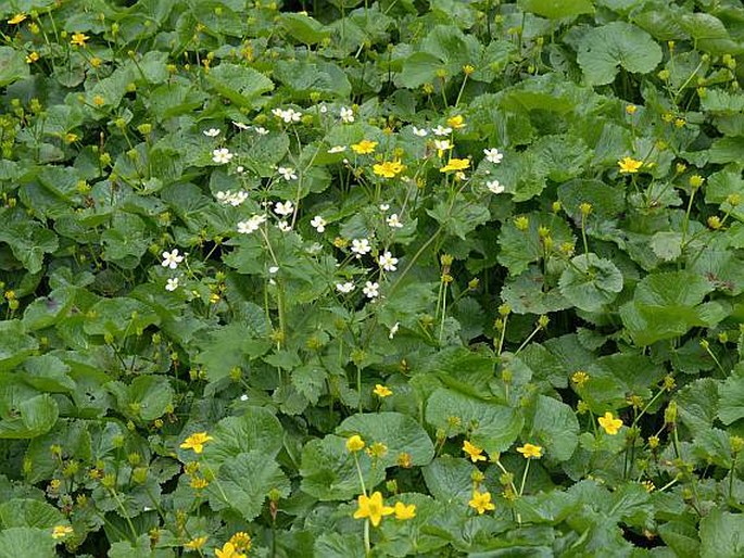 Ranunculus aconitifolius